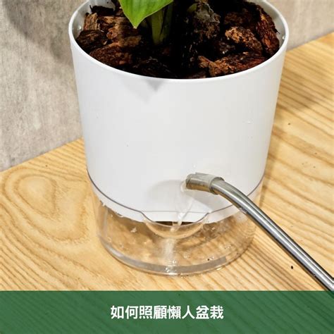 盆栽:ejy1rxtnxp0= 植物|園藝新手不踩雷，植物盆栽選擇全攻略 